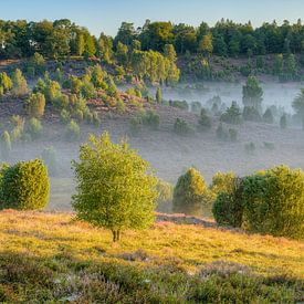 Le matin, au pied des landes de Lunebourg sur Michael Valjak