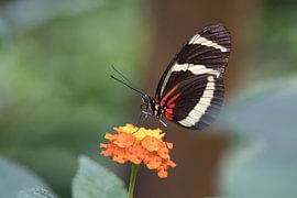 Colourful butterfly on a flower. Macro