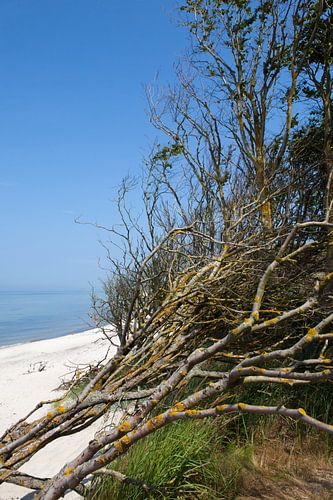Oostzee: Darß - Weststrand