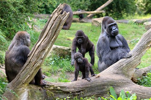 Gorilla familie met vader en zoon by Dennis van de Water