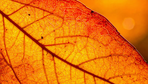 Lichte close-up van herfstbladeren van Mustafa Kurnaz