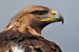 steenarend. von Tilly Meijer