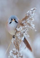Bearded Reedling (Panurus biarmicus) eating from reed