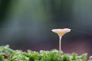 stilleven met paddenstoel van Teus Kooijfotografie