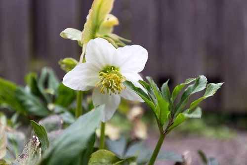 De eerste bloemen in de Emsland-tuin.