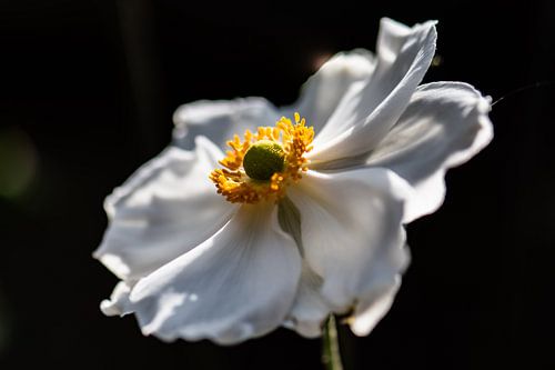 witte herfstaster