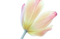 Die stolze Tulpe von Augenblicke im Bild Miniaturansicht