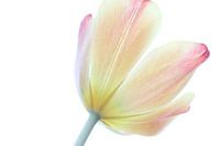 Die stolze Tulpe