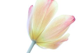 Die stolze Tulpe von Augenblicke im Bild