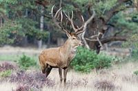 Edelhert tijdens de bronst