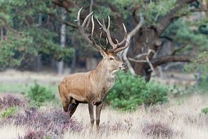 Edelhert tijdens de bronst