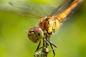 Libelle (heidelibel) van Petra Bos