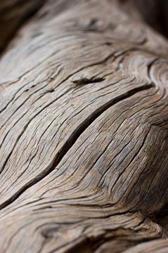 Versteinertes Holz von Wouter Sikkema