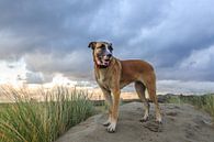 Portret van Hond  van Henk van den Brink thumbnail
