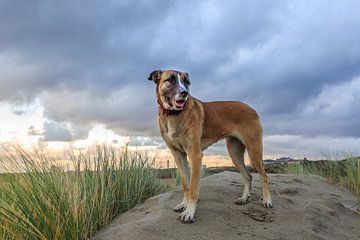 Portret van Hond  van Henk van den Brink