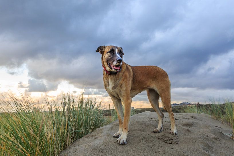 Hund in niederländischem Dünengebiet während eines heftigen Sturms von Henk van den Brink