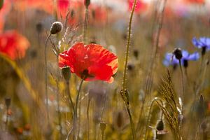 Un champ de coquelicots pour le lever du soleil sur Kurt Krause