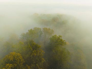 Mistig bos vanuit de lucht tijdens de herfst van Sjoerd van der Wal Fotografie