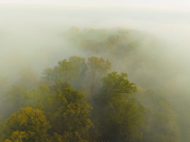 Misty forest overhead aerial view during autumn by Sjoerd van der Wal Photography