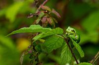 Tree frog