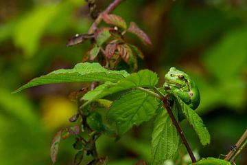 Laubfrosch von Gert van Eck