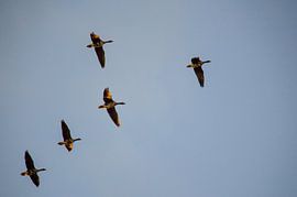 Ganzentrek van Onno van Kuik