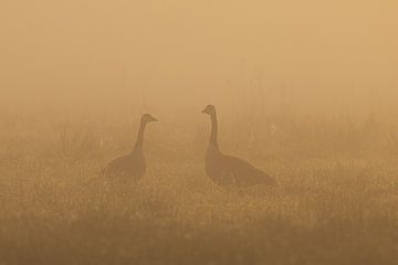 Ganzen zonsopkomst Oudemolen - Drenthe (Nederland) van Marcel Kerdijk
