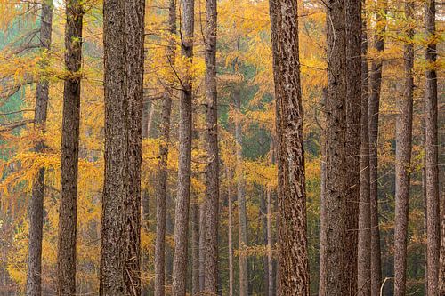 Tussen de Bomen