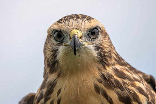 Close-up of a buzzard (2)
