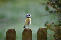 Mésange bleue