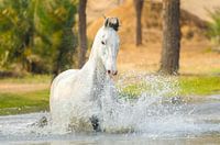 Marwari te water
