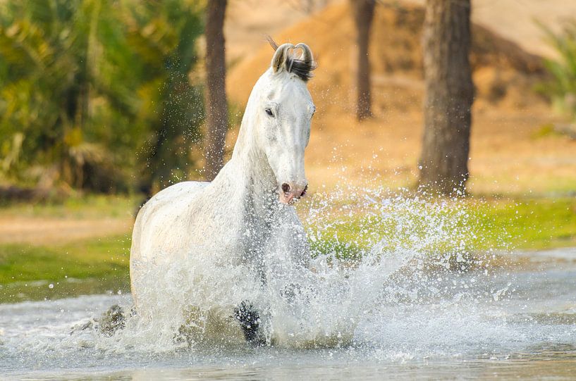 Marwari te water by Merel Bormans