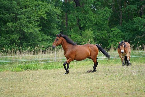 Trakehner Feldmeyer en Rijnlands Duitse Koudbloed Enzo