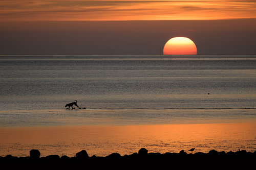 Glücklicher Hund als Silhouette läuft im Sonnenuntergang über das Wattenmeer der Nordsee in Deutschl