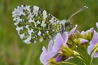 Orange tip tip