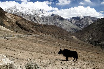 Yak im Nubra Valley