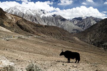 Yak im Nubra Valley van Melanie Jäger