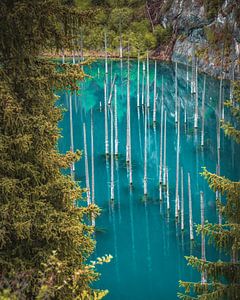 Arbres au lac Kaindy, Kazakhstan