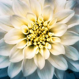 Fleur du Dahlia sur Jeroen Mondria