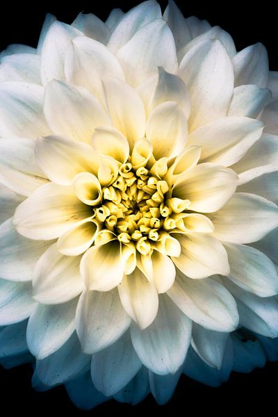 Die Blume der Dahlie von Jeroen Mondria