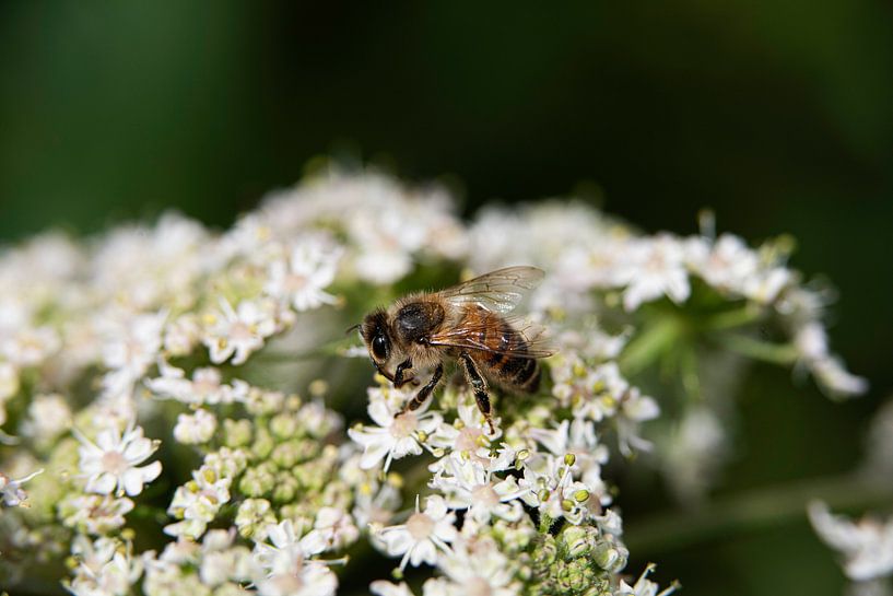 Die Welt der Insekten in Bildern von Roland de Zeeuw