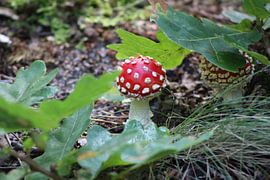 Fly Agaric von Erwin Delsman