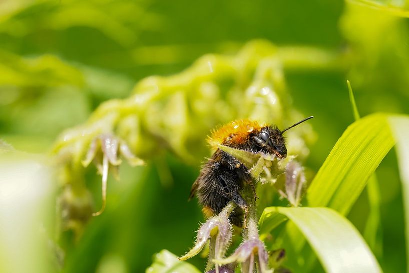 Foto von Barry van Rijswijk