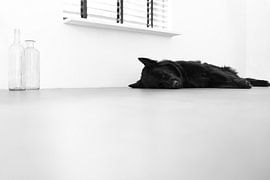 Folgt von Hans Bronk