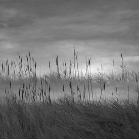 Roseau des dunes dans le brouillard sur Martine Moens