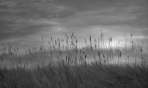 Duinriet in de mist