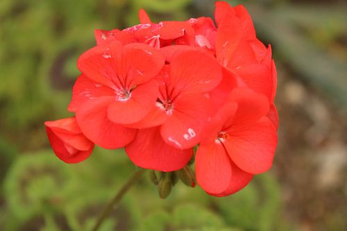 Bloemen in de Italiaanse lente