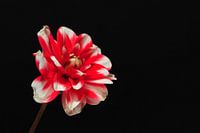 "Vibrance" - Red / White Dahlia on black backdrop