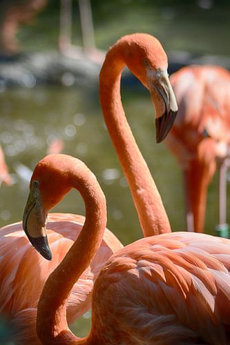 Flamants roses