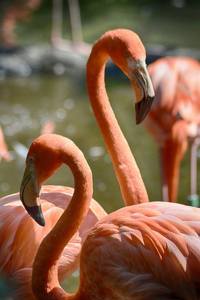 Flamingo's van FotoGraaG Hanneke
